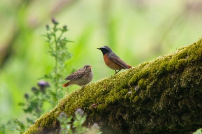 Vandaag naar Oostvaardersplassen geweest opzoek naar mooie vogels. Vorige week heb ik een nest ontdekt in een boom.Een oud nest van een specht met daarin het gezin Geknaagde roodstaart. Vrouwtje en Man druk met voeren.Nu kwam ik het gezin weer tegen allen uitgevlogen.