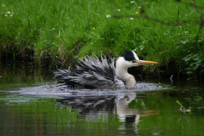 Badende reiger.