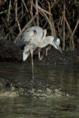 Deze jonge blauwe reiger heb ik een tijdje gevolgd. Hij stond in de mangrove te vissen, maar pikte steeds mangrovebladeren op, terwijl de vissen letterlijk om hem heen sprongen.