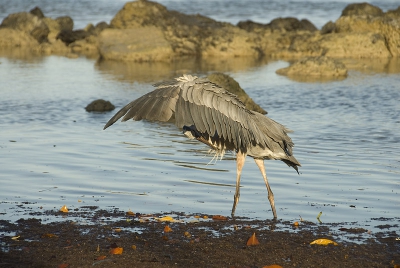 dezelfde jonge blauwe reiger die magrove bladeren staat te vissen. Ik dacht hier dat hij weg ging vliegen, maar in plaats daarvan begon hij te poetsen.