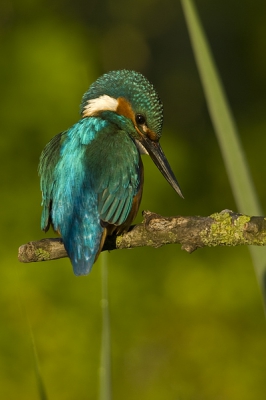 Nadat de jongen waren uitgevlogen toch maar weer eens naar de ijsvogel geweest. Het mannetje liet zich nog een keer zien. 
Ik had 2 weken lang niets vernomen van de ijsvogel, totdat ik ,de dinsdag na het weekend dat de jongen zouden uitkomen, er toevallig langs kwam en 5 ijsvogels voorbij zag vliegen. Ik wist de jongen zijn uit. Ik heb deze niet kunnen fotograferen, helaas.