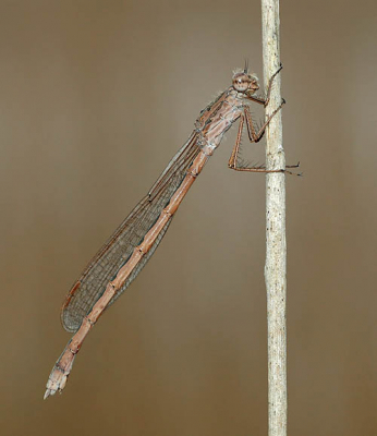 Een van de eerste libellensoorten die vliegen in het jaar. 
Dit is een vrouwtje, mannetjes waren een stuk schuwer.

D70 + tamron 90mmDX
