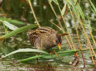 samen met zoons en andere vogelaars staan wachten op de kleinst waterhoen en na afloop kwamen 2 porseleinhoenen prachtig in beeld.