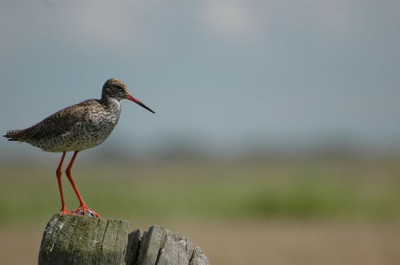 deze vogel kwam zich schoonmaken op deze paal nadat hij waarschijnlijk heeft gegeten. hij was totaal niet bang voor mij en kon hem tot om een paar meter benaderen.