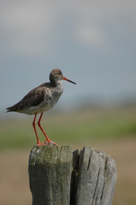 deze vogel kwam zich schoonmaken op deze paal nadat hij waarschijnlijk heeft gegeten. hij was totaal niet bang voor mij en kon hem tot om een paar meter benaderen.
