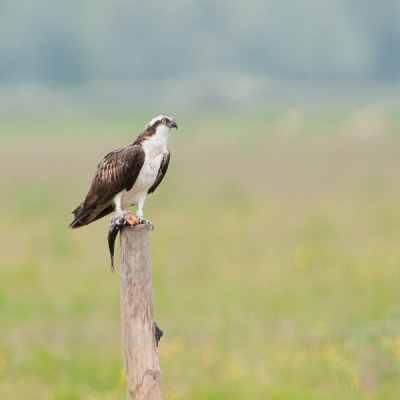 Bij het verlaten van de parking van het natuurgebied Kollumerwaard aan het Lauwersmeer in Nederland dook plots uit de verte een visarend op met prooi.
De foto werd genomen vanuit de wagen met de 500 mm + 1.4 .