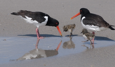 Op het strand van Dune komen veel Scholeksters voor  en zijn niet schuw. Ze benaderen je op zeer korte afstand.
Deze ouder hadden het druk om de 3 jongen van voedsel te voor zien.