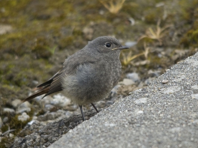 afgelopen 2 weken in Bertrix (belgie) geweest. verschillende vogels voor de lens gehad, waarvan deze zwarte roodstaart jong er een was. bewolkt weer. Dit vogeltje bleef me 2 weken lang boeien en wou graag fotomodel spelen ;)