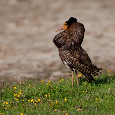 Vanuit vogelkijkhut aan Lauwersmeer de balts van de kemphanen kunnen bewonderen, prachtig! Fier en mooi in zijn pluimen staat hij op de uitkijk!