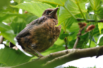 Uitrustend van haar eerste vliegles zat deze pas uitgevlogen Merel goed verscholen in een boom in eigen tuin. Ik kon net dit doorkijkje vinden.
De ouders vlogen af een aan met allerhande lekkernijen.