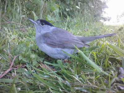 ik was op school lekker buiten bezig
tot ik een doffe knal hoorde
het arme vogeltje was tegen het raam gevlogen
bleef in de felle zon zitten had hem maar in de schaduw gezet
binnen 20 min was het al weer weg gevlogen