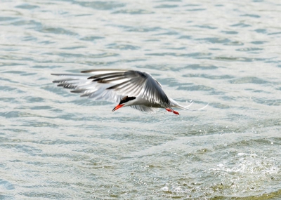 De visdief heeft al jaren geleden mijn hart gestolen. Ik vind het een van de mooiste en leukste kustvogels. Een genot om naar te kijken, de luchtgevechten of het duiken naar visjes. Deze foto geeft mooi aan hoe sierlijk ze zijn.