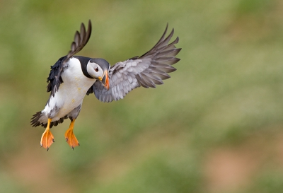 Net terug uit Ierland en Engeland waar ik me heb bezig gehouden met zeevogels. Prachtige ervaring en het heeft heel wat beelden opgeleverd. 

Als liefhebber van actiefoto's heb ik me uitstekend vermaakt met de vliegende papegaaiduikers