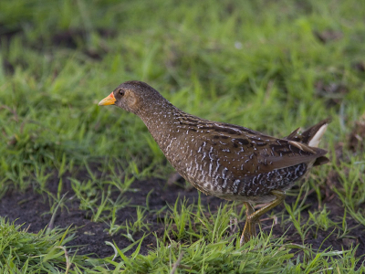 Mooi vogeltje maar erg schuw. Was al schemerig dus op zeer hoge IOS genomen (1000)
Resultaat toch niet echt slecht vindt ik.