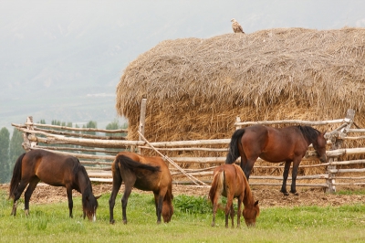 Net een week terug uit Kirgizi waar ik een vogelreis heb begeleid en dus weinig tijd had om vogels te fotograferen ;-)
Hier een kenmerkend beeld voor dit mooie land met veel paarden en veel Arendbuizerds. Meer beelden van deze reis vind je op m'n Pbase onder http://www.pbase.com/jaapschelvis/kyrgyzstan