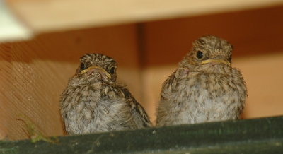 het duurt niet lang meer of deze twee grauwe vliegenvangers vliegen uit ze zaten net mooi op het randje om gevoerd te worden