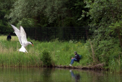 Genomen bij het Westerpark te Zoetermeer. Dit Visdiefje doet haar naam eer aan, in de nabijheid van een "menselijke" visser (visdief....).