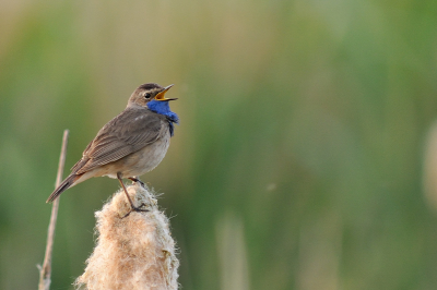 Een foto van deze vogel ontbrak in mijn verzameling. Sterker.. ik had hem nooit eerder gezien en ook niet verwacht in de polder tegen te komen. Ik ben er blij mee..