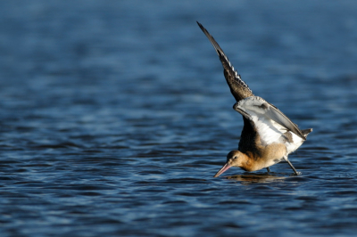Tijdje grutto's gevolgd die druk bezig waren in het water. Uiteindelijk vond ik dit de leukste pose waarbij een van hen zich uitstrekte. Hij stond aan de rand van de groep waardoor ik hem ook geisoleerd kon schieten.