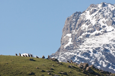 In het vroege ochtendzonnetje zit een groepje van 13 Sneeuwgieren en Vale Gieren lekker op te warmen op een "heuveltop" van rond de 2600 meter hoog. Op de achtergrond het hooggebergte van de Tien Shan wat nog twee keer zo hoog is.