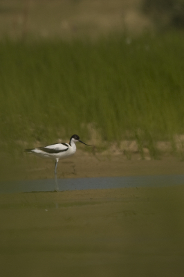 Afgelopen woensdag voor het eerst naar de benedenpolder geweest. Daar kon ik ook mijn eerste kluut fotograferen. Wat vinden jullie ervan?