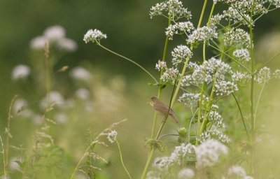 Al een tijdje bezig met een poging om deze soort, die thuis vlakbij zit, op foto te krijgen. Zeker nu ze in een veld vol valeriaan zitten te zingen. Horen is geen probleem, maar goed zien dat is iets anders.
Vandaag heel even de pose zoals ik ze wilde, voluit zingend in een bloeiende valeriaan.