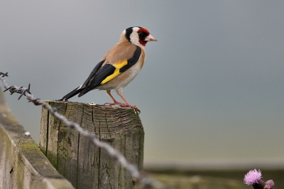 Ik zie de Putter of Distelvink niet zoveel in de polder en als ik er een zie dan heb ik of geen camera bij me of hij vliegt buiten mijn beeld. Nu bleef hij net lang genoeg zitten om een enkele foto te maken.