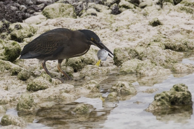 Ik heb deze reiger een tijdje gevolg in zijn visgedrag. Het was erg leuk om te doen. Te zien hoe hij onrustig werd, wanneer er weer een schooltje voorbijtrok. Ondertussen zat een klein visje ook aan mijn tenen te knabbelen. Dat was heel grappig. Uiteraard ook foto's daarvan van gemaakt.