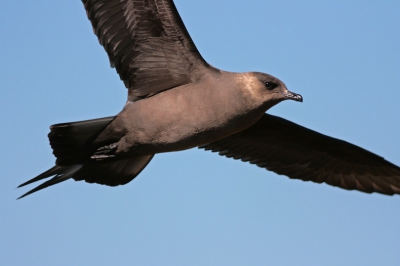 Net terug van een paar weken in het hoge noorden. Vele wenssoorten gezien en op de foto gezet. Overal in de fjord stikt het er van de kleine jagers. Deze kwam op een zeldzaam zonnige dag mooi overgevlogen.