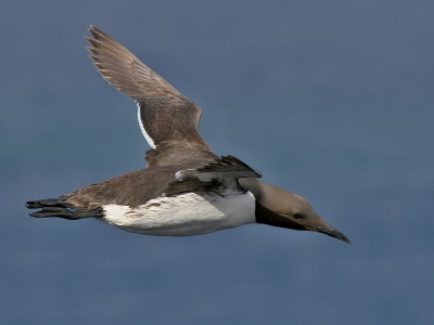 Van ons tripje naar Helgoland, inmiddels alweer bijna twee weken geleden, wilde ik jullie deze vliegende Zeekoet nog laten zien.