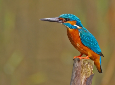 de vogel gebruikte het paaltje als tussenstop naar het nest en bleef telkens maar een paar tellen zitten...