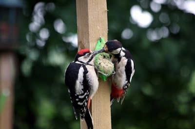 Toen we de spechten in onze tuin zagen gingen we snel op zoek naar een vetbol.
Hiermee hebben we ze meerdere dagen in onze tuin gehouden. De moeder vond erg makkelijk om zo haar jongen te voeren.