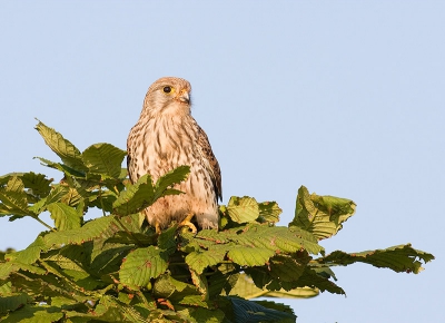 Het vaste Torenvalkvrouwtje heeft nu jongen en zit vaak op de uitkijk. Vanavond zat ze in een Kastanje in plaats van op een paaltje, wat een erg leuk gezicht was. Mede door de plaats waar de vogel zit, is de foto anders geworden.