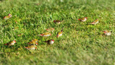 Tijdens onze vakantie maar 1x deze soort tegengekomen. Ze bleven trouw in een groepje foerageren. Geen hoogstaande kwaliteitsfoto maar wel een mooi gezicht al dat rood in het groene gras vond ik zelf.