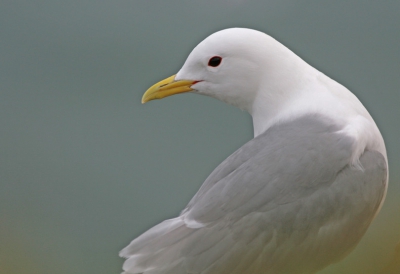 Blijven van dichtbij schitterende vogels, vooral het schone wit sprak me bij deze foto erg aan.