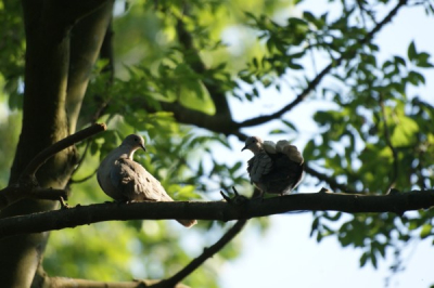 1e geuploade foto met me 1e digitale reflexcamera, ben nog aan het experimenteren dus verwacht betere foto's in de toekomst.
Gemaakt met een Sony Alpha 350 met een 300mm lens