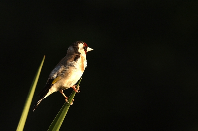 Putter in een ander licht , het vroege ochtendlicht is al snel hard . nog niet gezien op birdpix , een putter met een donkere achtergrond