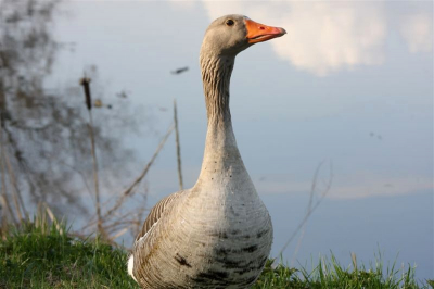 We waren een eindje aan het rijden en zagen deze gans die bij een vijver liep met andere ganzen. Hij stond iets hoger als ons.