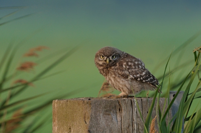 De vogel die ik gisteren geupload heb, bleek een jong te hebben, dat sinds kort kan vliegen. Terwijl ik de adulte uil aan het fotograferen was, landde het jong op een paaltje iets verder weg, die precies onder de nestboom stond. Daar loopt een slootje met riet en door de wind staan de halmen flink schuin. Dat kleine ding met die doordringende ogen en het wuivende riet vond ik wel een aparte combinatie.