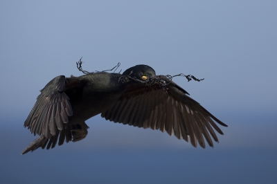 Vandaag terug gekomen van een perfecte week fotograferen in de Farne eilanden waar ik onder andere deze kuifaalsgolver in vlucht kon fotograferen. Deze kwam met nest materiaal aanvliegen. Weer eens wat anders dan een papegaaiduiker of portret foto van deze prachtige vogel :-)