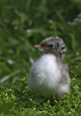 Een jonge 'chick' uit de oude doos...