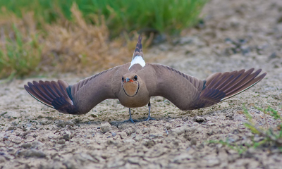 A Collared Pratincole that acts wounded and vulnerable just to lure me away from its young which stayed well-hidden.