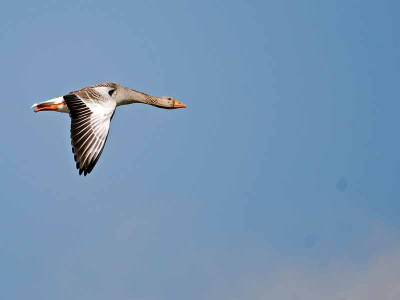 Grauwe gans in de vlucht gefotografeerd op een mooie dag.
