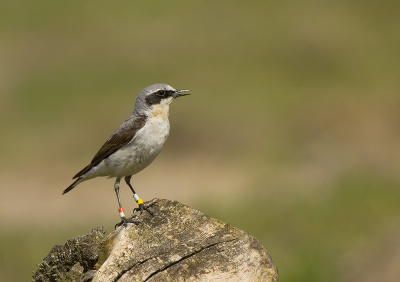 Deze man tapuit heb ik kunnen fotograferen tijdens werktijd op het Aekingerzand. Vrijwel alle tapuiten zijn hier voorzien van kleurringen om meer te weten te komen over broedsucces, overleving, populatie-opbouw, enz. De foto is genomen vanaf een mountainbike route waarbij deze man wel even vlak bij wilde komen zitten. Ik zal de komende tijd nog enkele Tapuitenfoto's laten zien van oude maar ook jonge vogels...