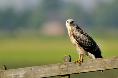 Duidelijk zichtbaar betrapt... ondanks behoedzaam- en omzichtig benaderen. Gelukkig voor mij was de nieuwsgierigheid van de vogel groter dan zijn voorzichtigheid..