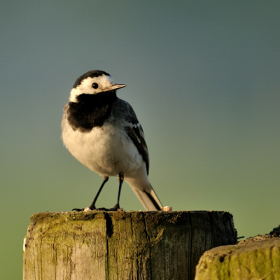 Prachtig zoals deze algemeen voorkomende vogel in de vroege morgen omzich heen zat te kijken en zich niets van mij aantrok.