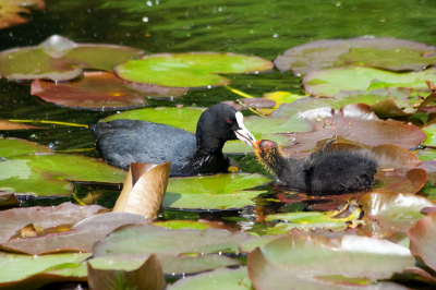 Gemaakt op een van de fotowandelingen door het Westerpark . De jonge meerkoet hapt het voedsel tussen de snavel van pa weg.