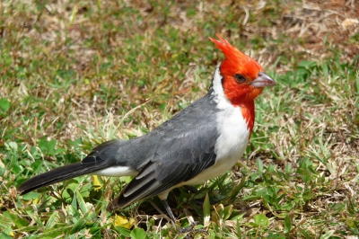 Ik ben beginnend vogel liefhebber en dit is een van mijn eerste foto waar ik enigszins tevreden over ben.