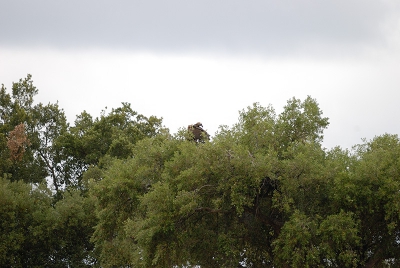 Speciaal voor Ger die vroeg of ik nog foto's had waar wat meer van de nestboom op staat.
Bij deze