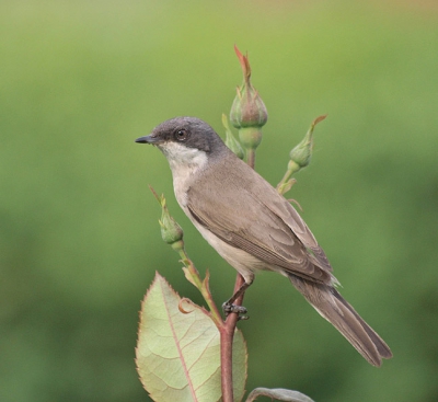 A breeding bird in a park in Bucharest. The nest was in a nearby hedge surrounding an area cropped with roses.